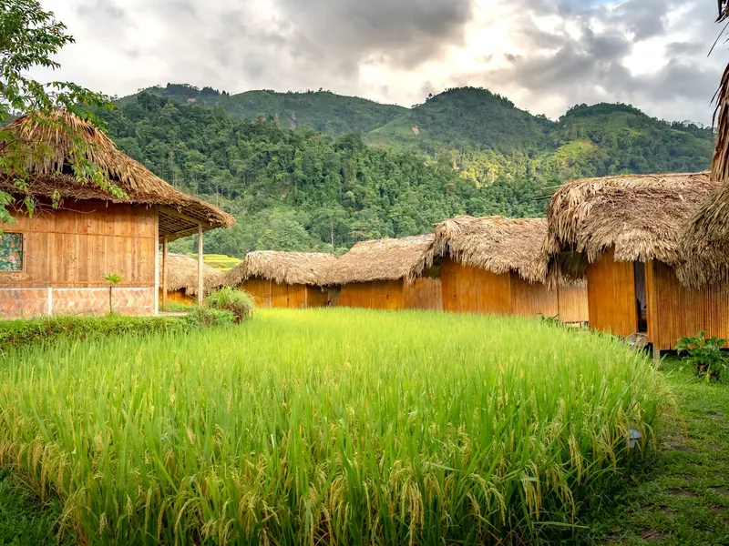 Thatched wooden bungalows beside a green rice field