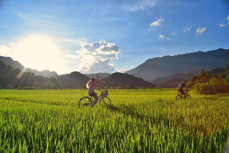 Bicycles on a path between green rice fields