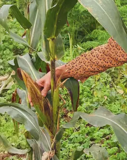 Cooking fresh local produce, Hanoi countryside farm